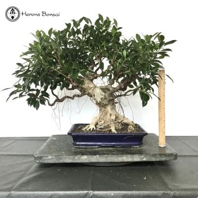 Bonsai Trees for Beginners Herons Bonsai Nursery