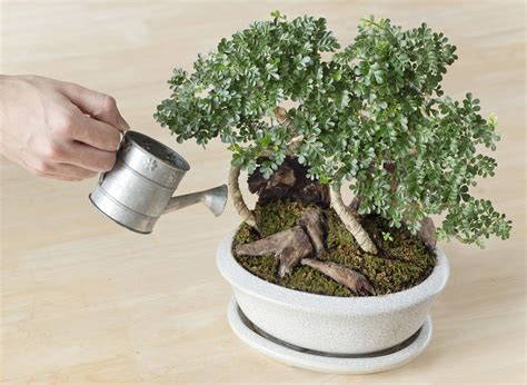 Bonsai bonsai care the ultimate guide to bonsai tree care watering growing botanical home gardening. - Vom leben, vom tod und vom übrigen auch dies und das.