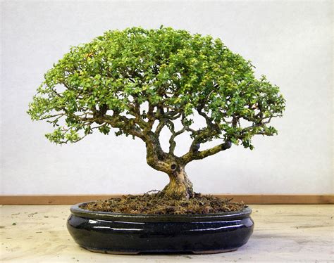 Bonsai care bonsai tree care a practical beginners guide to bonsai gardening indoor trees house plants small trees. - Umwandlungsbeschichtungen auf aluminium ein forschungsleitfaden für die umwandlung.