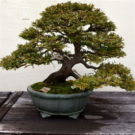 Bonsai for sale near me. 6" Glazed Ceramic Bonsai Pot & Matching Humidity Tray. 4.8 out of 5 star rating. $15.95. Choose Options. 