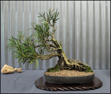 Bonsai in your home an indoor growers guide. - Cahiers de musiques traditionnelles, vol. 17: formes musicales.