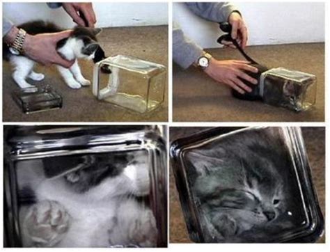 Bonsai kittens. Bonsai kittens General Skepticism and The Paranormal. International Skeptics Forum » » 