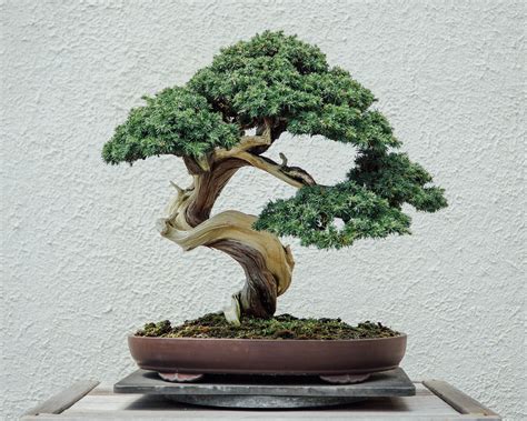 Bonsai master guide how to grow a bonsai tree. - Boston acoustics receiver radio hd handbuch.