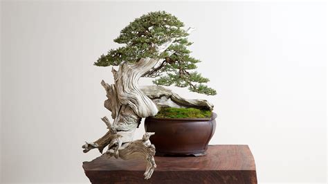 Bonsai mirai. This piece from Chaparral Ceramics proprietor Mike Viljak illustrates his commitment to a grounded, steady process of innovating the shapes in which a bonsai can be placed. His organic, intelligent, innovative forms pull influence from all manners and walks of life. Mike is continually evolving the process and function 