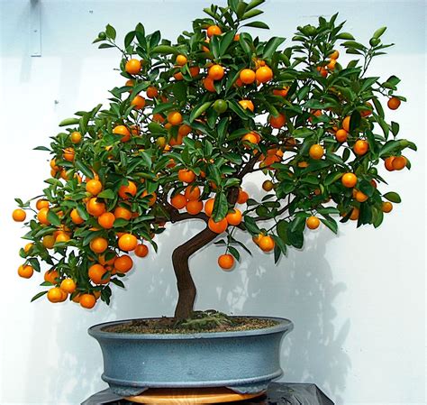 Bonsai orange tree. ... orange tree bonsai looks a little silly with a 4" navel orange on it :) If you are going for a citrus tree look, I would recommend starting ... 