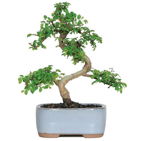 BonsaiOutlet has a limited number of specimen trees, hand-raised for