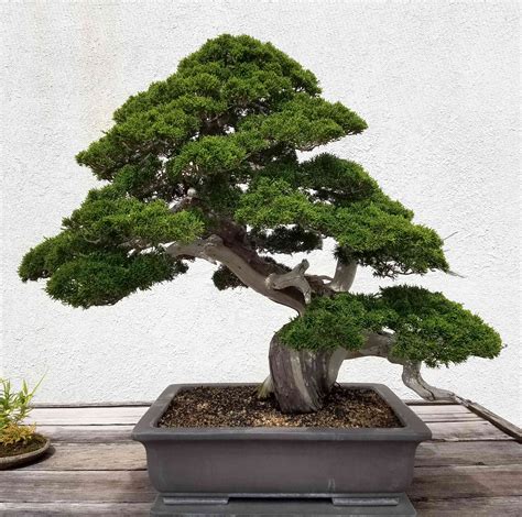Bonsie. Keshitsubo, Shito, Mame, Chohin, Kumono, Katade-mochi, Chiu or Chumono, Dai or Omono, Hachi-uye, and Imperial are the different size classifications bonsai trees come in. Keshitsubo is the smallest at 1 to 3 inches (3 to 8cm) with Imperial the largest at 60 to 80 inches (152 to 203cm). It’s also not uncommon for bonsai to be measured in a ... 