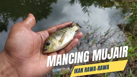 Bonus 20 20 to kecil. Mimpi mancing ikan mujair.
