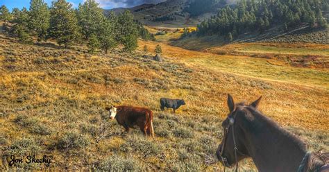 Book an experience at Sheehy Ranch in Montana. Hunting, …