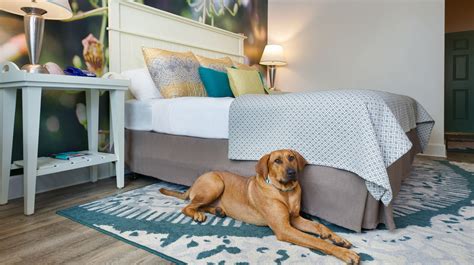 Pet-Friendly Hotel in Lakewood, CO. Avg. price/night: $118.15. 7.9 Good 147 reviews. Easy to navigate / accessible to most areas in Denver + West. Pet friendly and a very reasonable price. They offer treat bags and goodies for your pets upon check in..