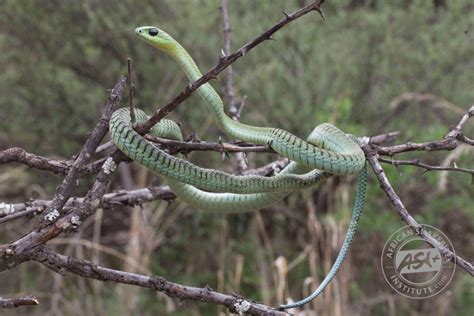 Boomslang meaning. .  ...