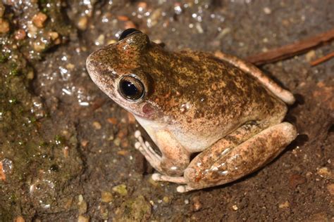 Booroolong frog Facts for Kids KidzSearch.com