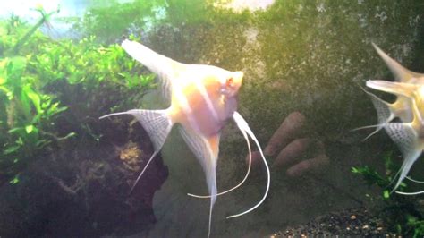 Borantum Albino Rio Nanay Melekler.