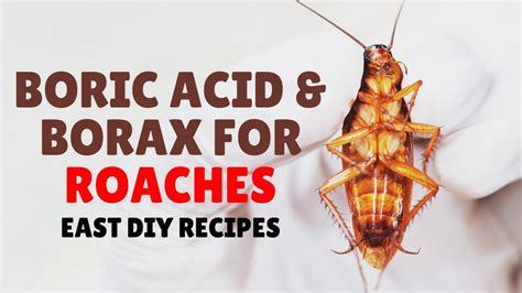 Borax and roaches. The pest control industry uses diluted boric acid so you will continue buying their products. One bottle of 100% boric acid will last for years. 