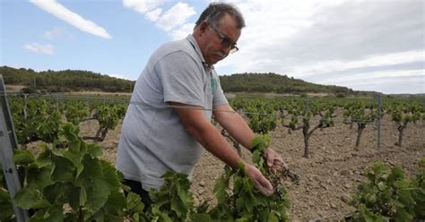 Bordeaux bloodbath! France pays winemakers to dig up vines
