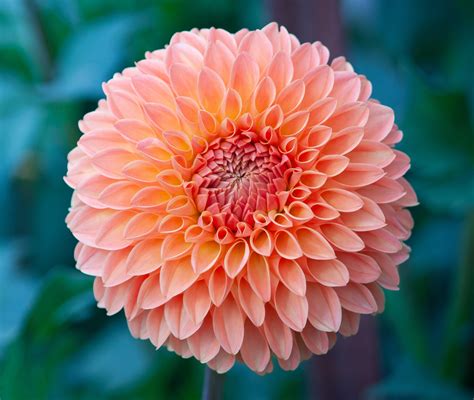 Border/Container Dahlias – The American Dahlia Society