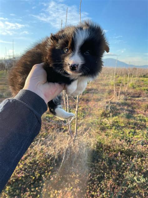 Border Collie Bebekler.
