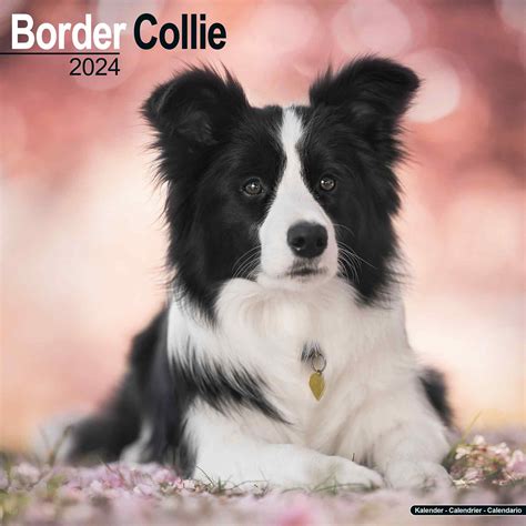 Border Collie Calendar