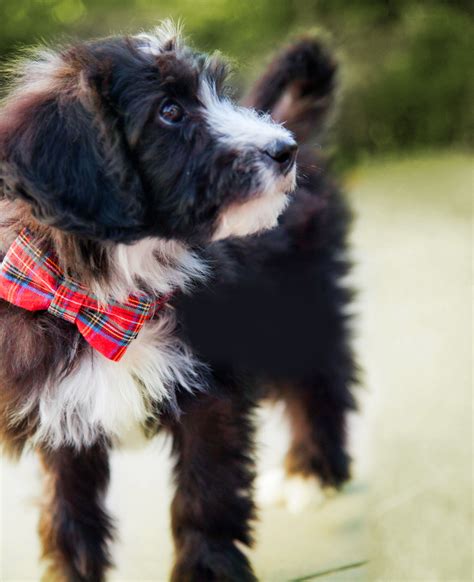 Border Collie Poodle Mix Puppies For Sale