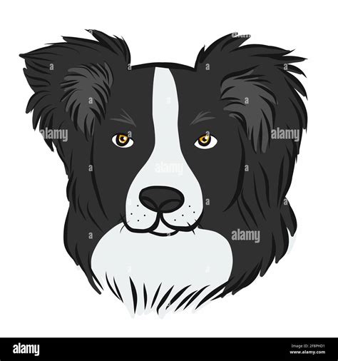 Border Collie Stock Illustrations, Images & Vectors Shutterstock ...