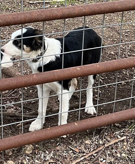 Border Collies for Sale in Longview, TX Dogs on Oodle Classifieds