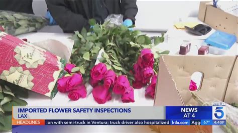 Border Protection dealing with huge influx of flowers at LAX