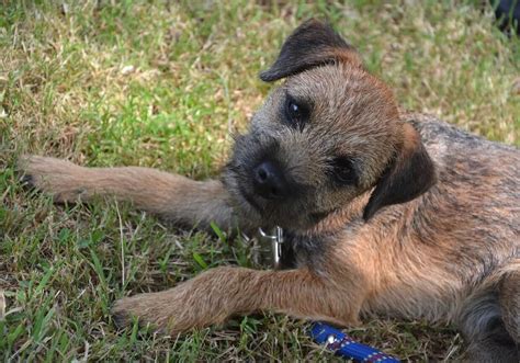 Border Terrier Training Made Easy Border Terrier Savvy