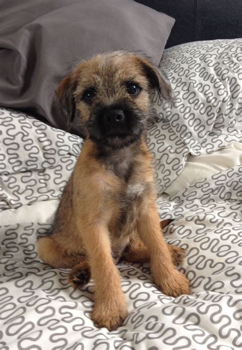 Border Terrier Yorkie Cross Puppy