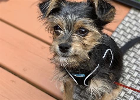 Border Terrier Yorkie Mix appearance