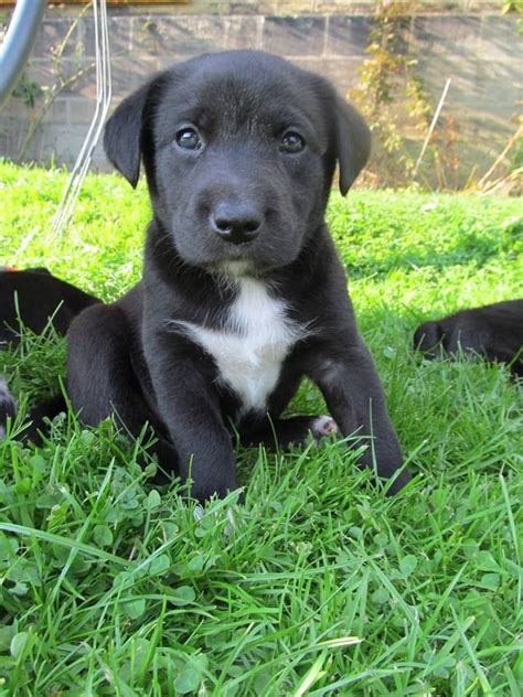1 puppy for sale $300 each (613) 243-8551. Belleville. This puppy is a mix of husky and black lab from his mother and cane corso and German shepherd from his dad. He was born on June 29nd and is 12 weeks old. He eats solid food and uses puppy pads .... 
