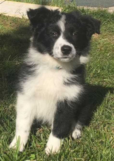 Mar 23, 2024 · AKC Border Collies full panel DNA tested med