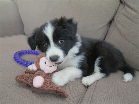 Border collie pups 3 girls Dogs & Puppies Gumtree Australia …