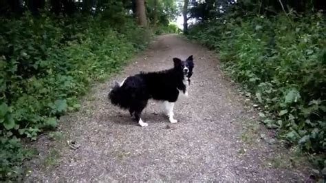 Border collies dance to thriller youtube. http://www.thesupercollies.comhttps://facebook.com/herothesupercolliehttps://twitter.com/thesupercolliesThanks … 