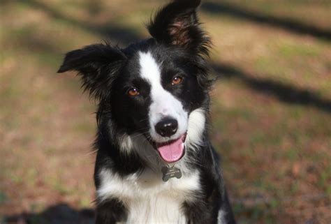 Border collies rescue near me. Browse these Border Collie rescues and shelters below. Here are a few organizations. Rescue. Zani's Furry Friends NJ Outpost. Woodland Park , NJ 07424. 