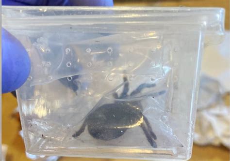 Border officers at Edmonton airport find tarantulas in plastic container, toy plane