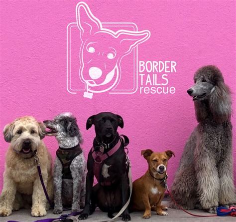 Border Tails Rescue is open today from 11-7 for walk-ins and hopes to see you here today! This litter is newly available and ready to find their forever homes! They are 9 week old collie/hound mixed. They are fixed, up to …. 