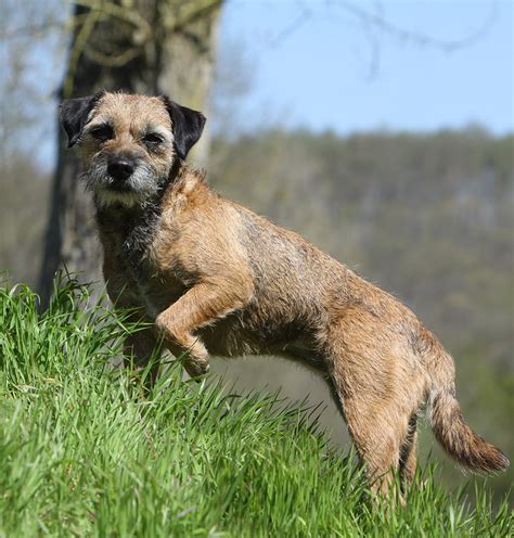 Border terrier a practical guide for the border terrier lover breed lovers guide. - Potterton promax 28 plus service manual.