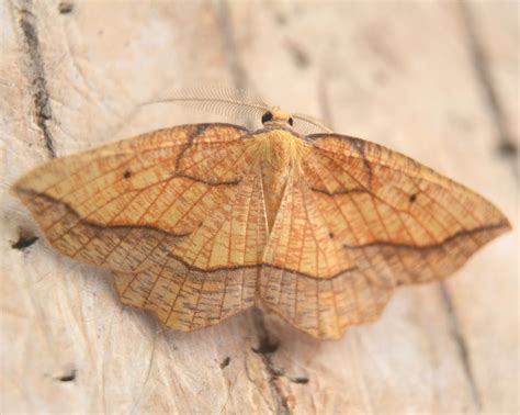 Bordered Beauty (Epione repandaria) - Norfolk Moths