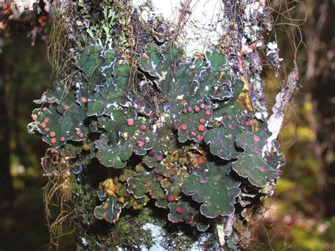 Boreal Felt Lichen (Erioderma pedicellatum), Atlantic …