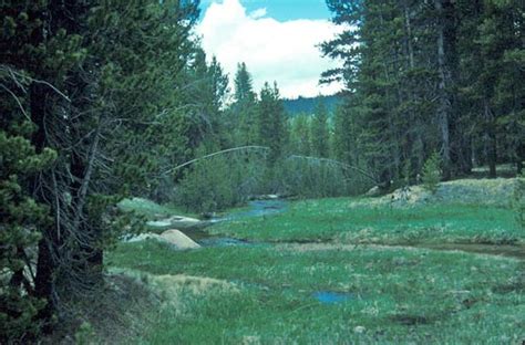 Boreal Forest Ecosystem Wild Tracks