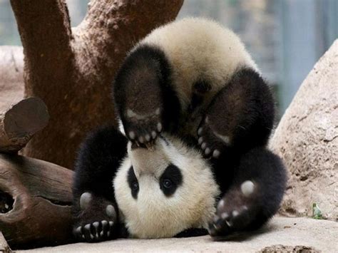 Bored Panda. 