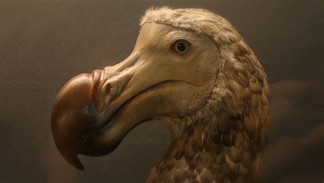 Bored people killed off the Dodo Bird; now a Texas company is hoping to bring it back