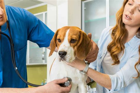 Our Services. Arizona West Vet Clinic is proud to serve Southwest Yuma County to include Yuma, Foothills, Somerton, Gasden, San Luis, and MCAS-Yuma and surrounding areas. We are dedicated to providing the highest level of veterinary medicine along with friendly, compassionate service. Please call us at (928) 344-5919 if you have any questions .... 