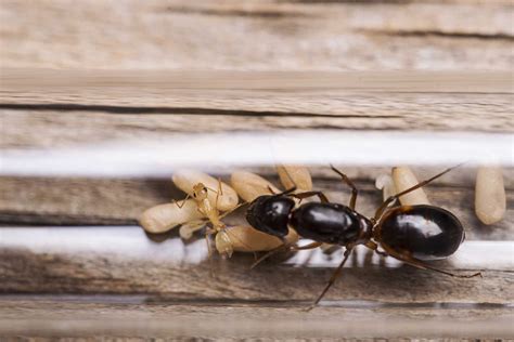 Boric acid ants. To kill ants, mix boric acid with a sweet substance and an oily substance, place it in the area near where ants pass and determine which solution attracts the ants. In most cases, ... 