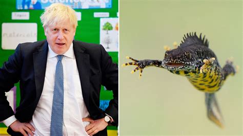 Boris Johnson vows ‘Newtopia’ for amphibians ruining his swimming pool