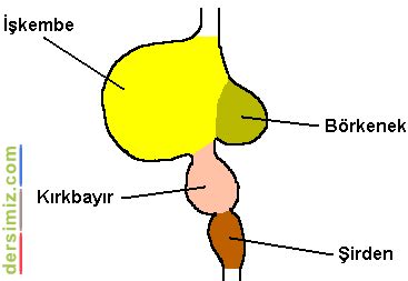 Borkenek Halı ve Koltuk Yıkama