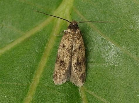 Borkhausenia fuscescens Haworth, 1829 - GBIF