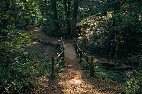 Borsdane Wood Local Nature Reserve (LNR) - Wigan