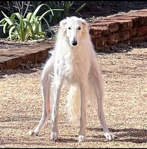 Borzoi