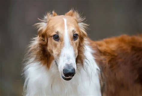 Borzoi cost. Borzoi personality. Borzoi know they are aristocrats, but they also hide a bit of court jester. They are good-natured, gentle and calm, seemingly amused at whatever entertainment comes their way. They are happiest when that entertainment involves running. True to their heritage, borzoi are avid hunters, and will chase any small fleeing animal. 